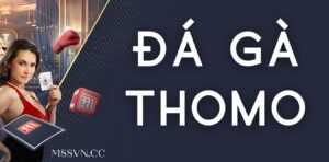 Đá gà Thomo - Truyền thống thể thao độc đáo tại châu Á