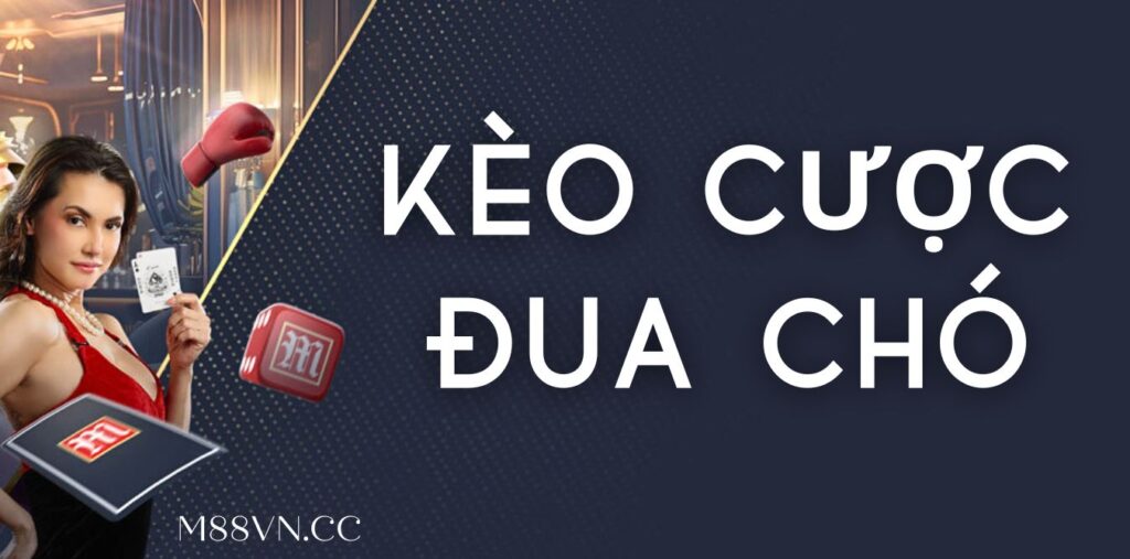 Tìm hiểu các kèo cược đua chó - Hình thức cá cược thú vị